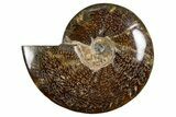Polished Ammonite (Cleoniceras) Fossil - Madagascar #339196-1